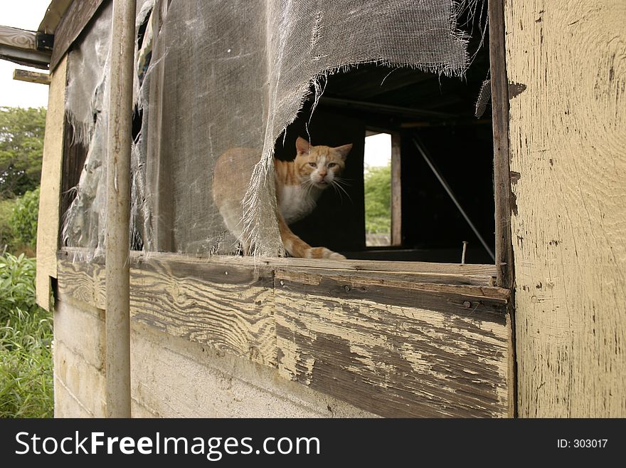 Orange calico cat peering out of shack. Orange calico cat peering out of shack