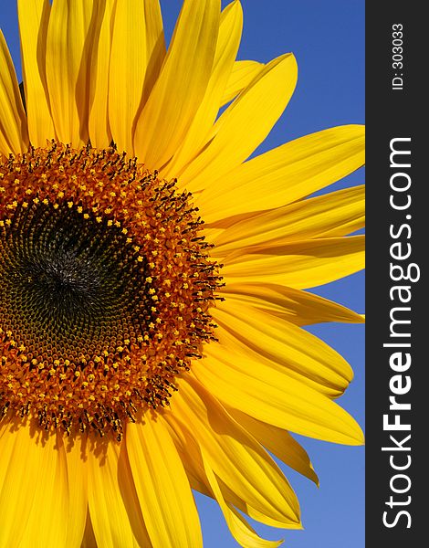 A three quarter section of a sunflower against a blue sky. A three quarter section of a sunflower against a blue sky.