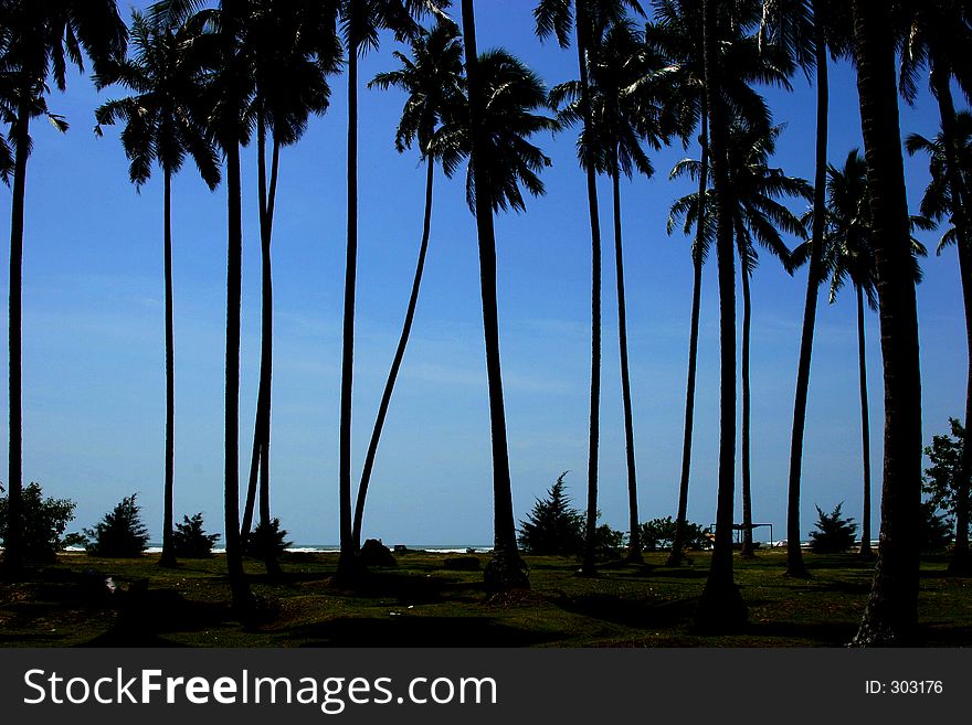 Coconut trees,Batu manikar Beach labuan Malaysia