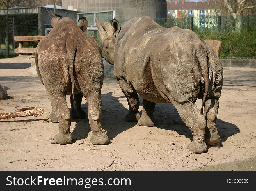 Two rhinos in zoo