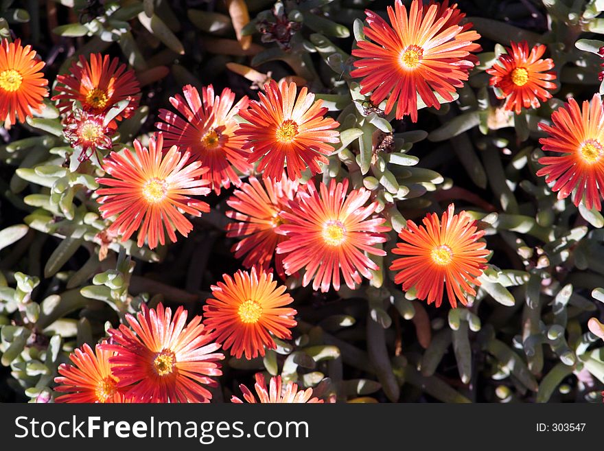 Orange flowers in warm sunlight, ibiza, spain
