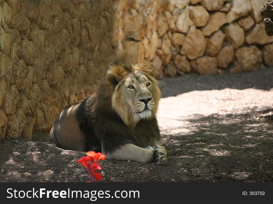 African Lion in the Biblical Zoo in Jerusalem. African Lion in the Biblical Zoo in Jerusalem