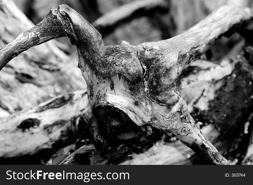 Abstract black & white detail shot of a giant root. Abstract black & white detail shot of a giant root