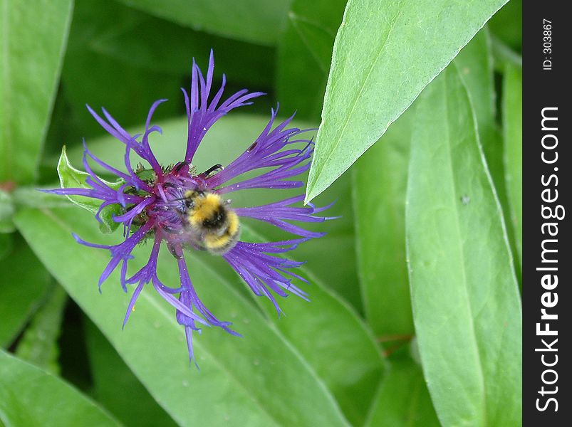 Bee gathering nectar from cornflower