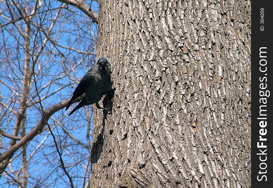 Raven in park on tree