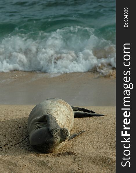 Seal on the beach. Seal on the beach