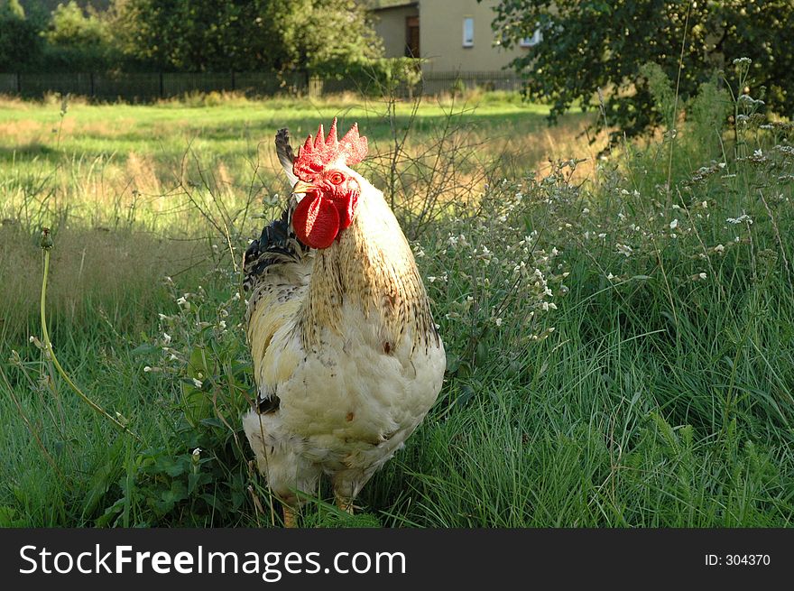 Rooster with mad, red eye (infected by bird flu?). Rooster with mad, red eye (infected by bird flu?)