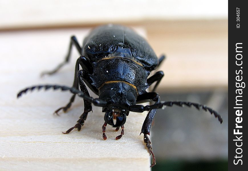 The big black bug close up