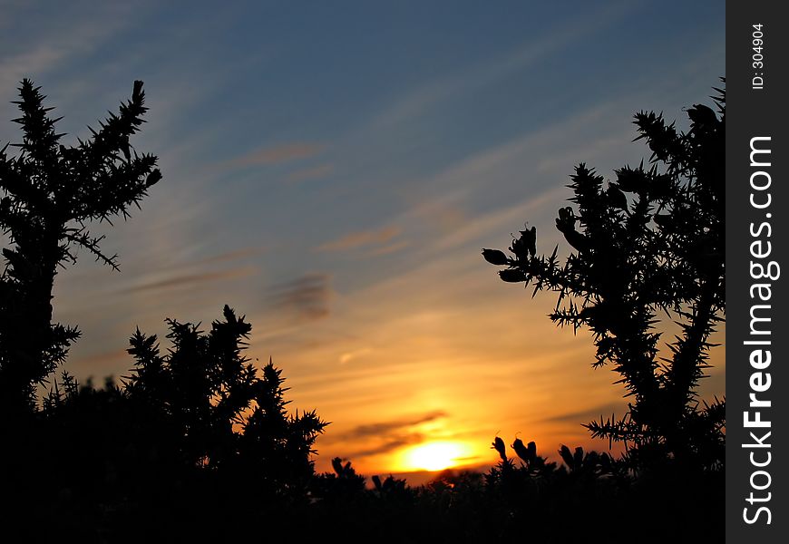 Soft focus sunset with thorn silhouette foreground. Soft focus sunset with thorn silhouette foreground