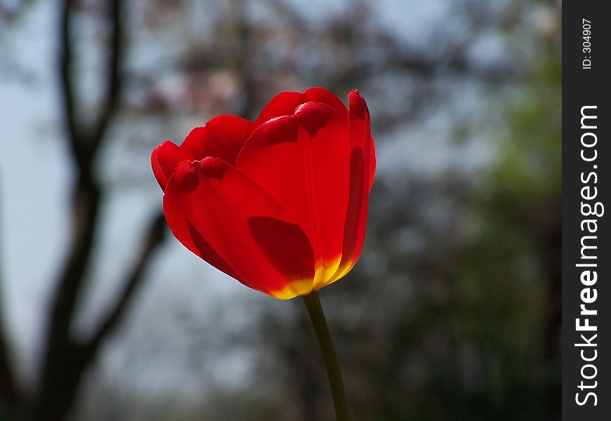 Red Tulip against sky and trees