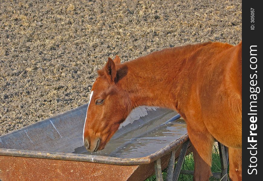 Horse drinking water. Horse drinking water