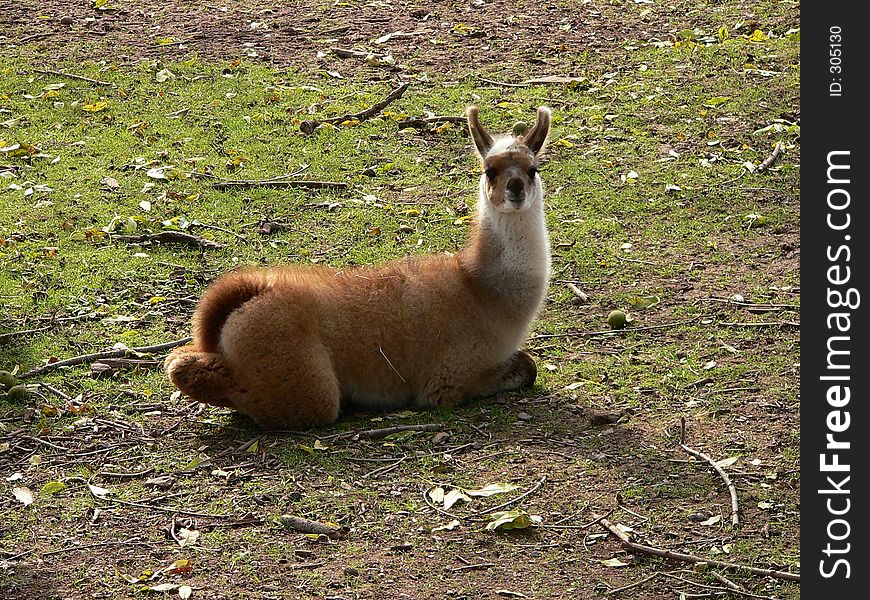 Llama with ears up. Llama with ears up