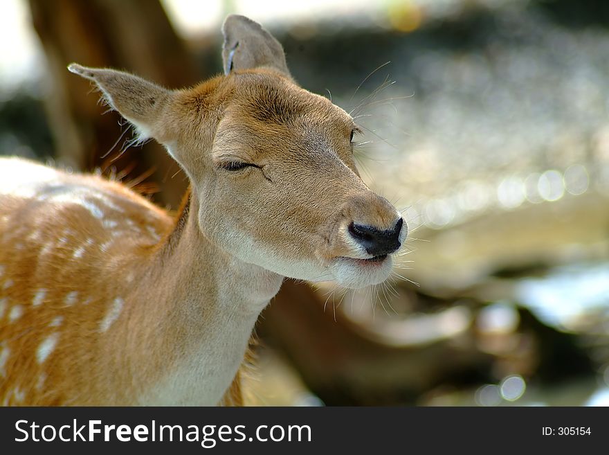 Tired deer close-up