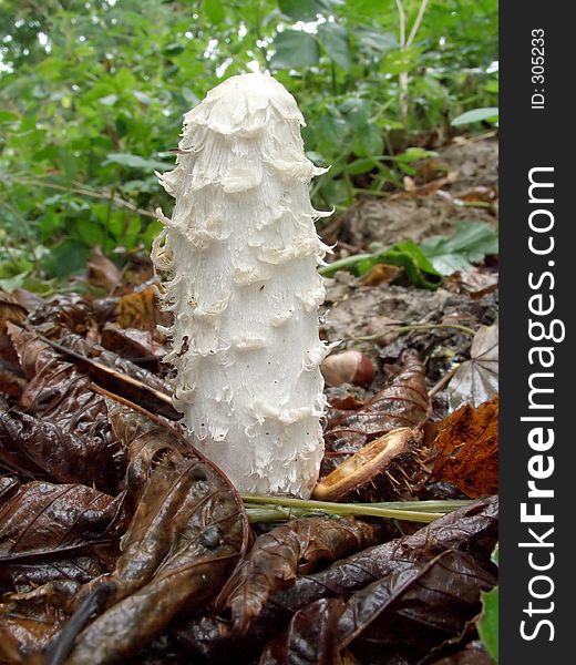Shaggy mushroom