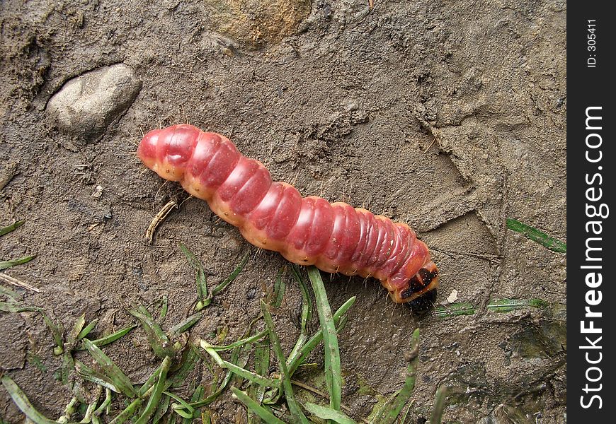Red caterpillar