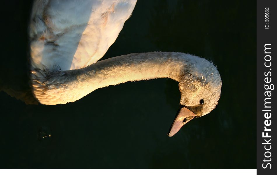 Cygnet Looking Towards The Sun