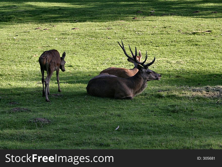 Deer family.