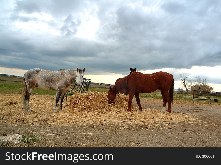 Two horses eating