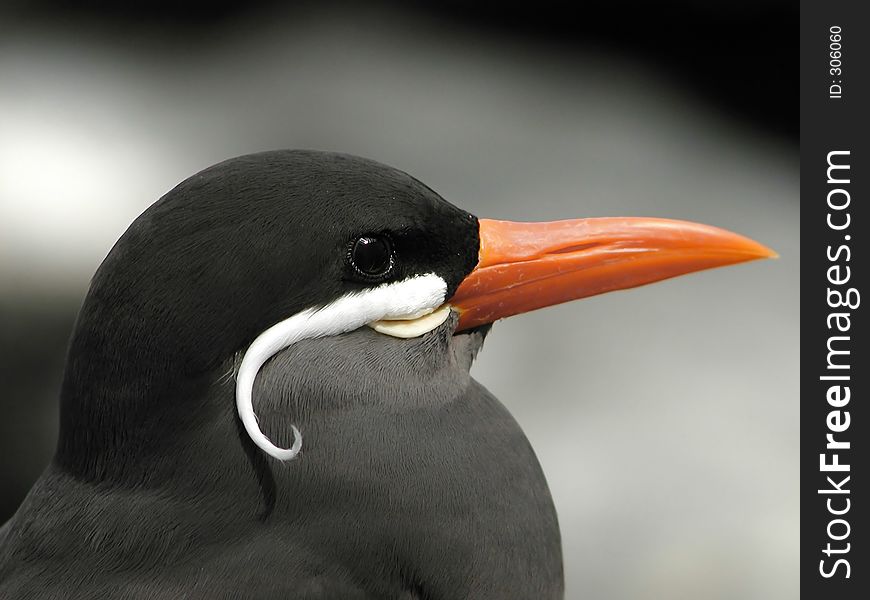 Sea bird with mustaches