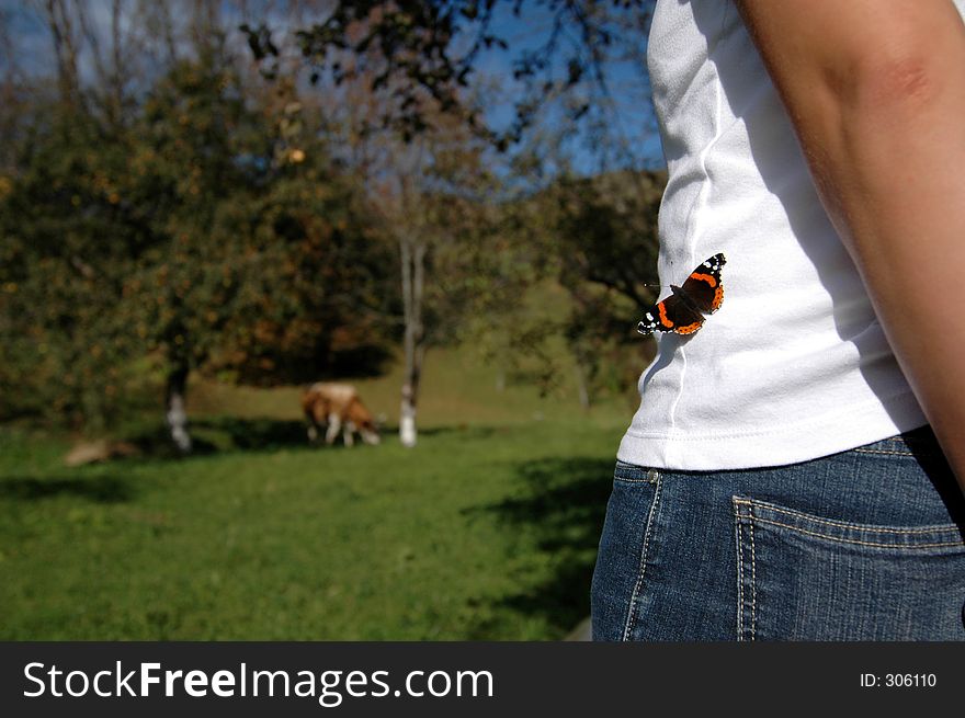 Butterfly on a white tshirt with a cow grazing in the background. Butterfly on a white tshirt with a cow grazing in the background.