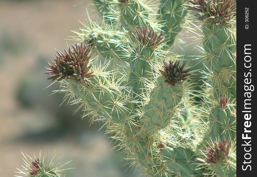 Cactus plant at Grand Canyon