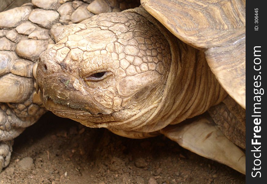 Tortoise close up