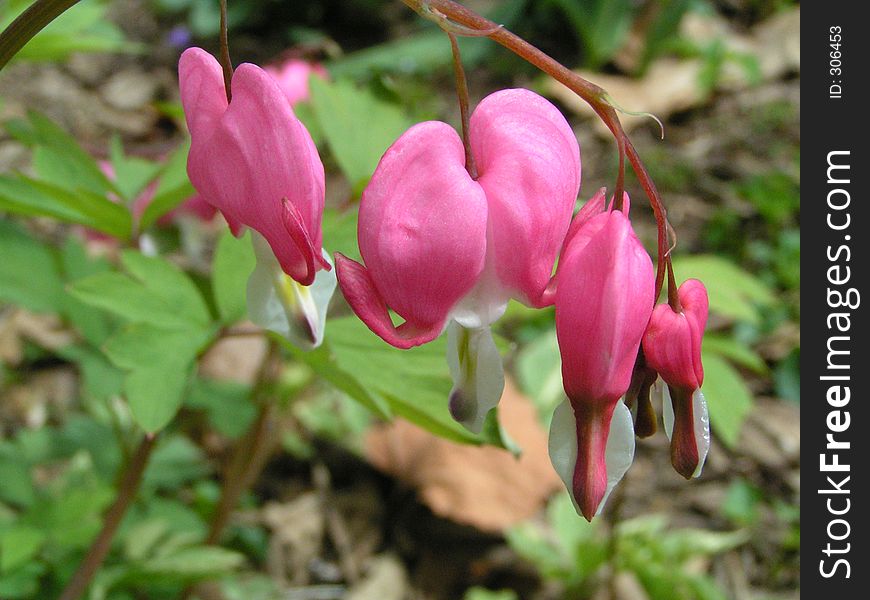 Four bright pink bleeding hearts. Four bright pink bleeding hearts