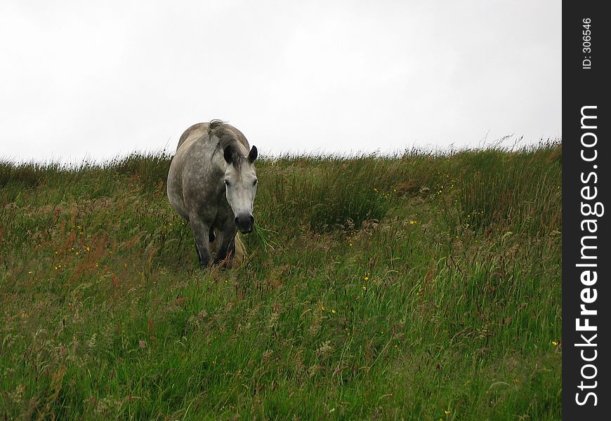 Irish horse in a filed near clifden, connemara