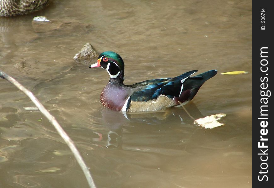 This is a male wood duck.