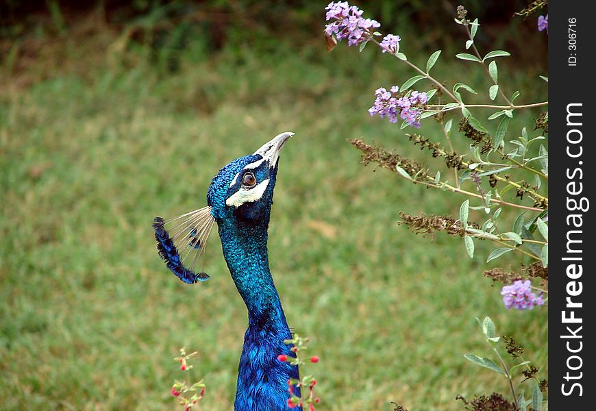 A peacock about to get his lunch. A peacock about to get his lunch.