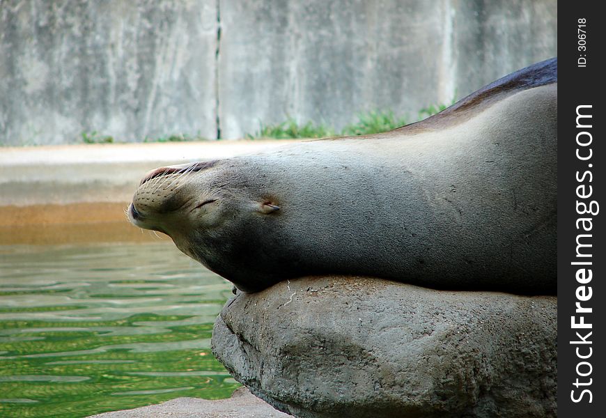 A seal taking a nap on a hot day