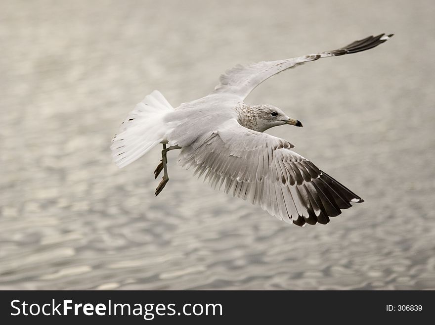 Seagull landing for food. Seagull landing for food
