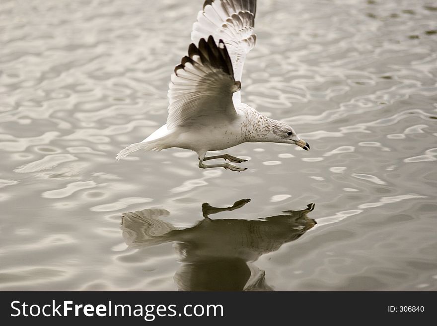Skimming Seagull