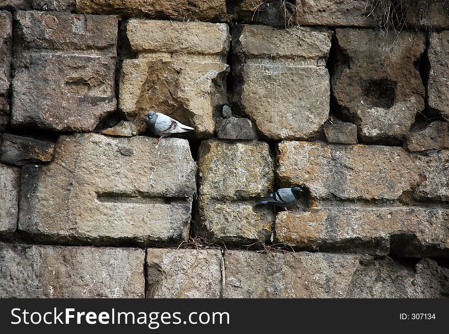 Pigeons in Barcelona. Pigeons in Barcelona