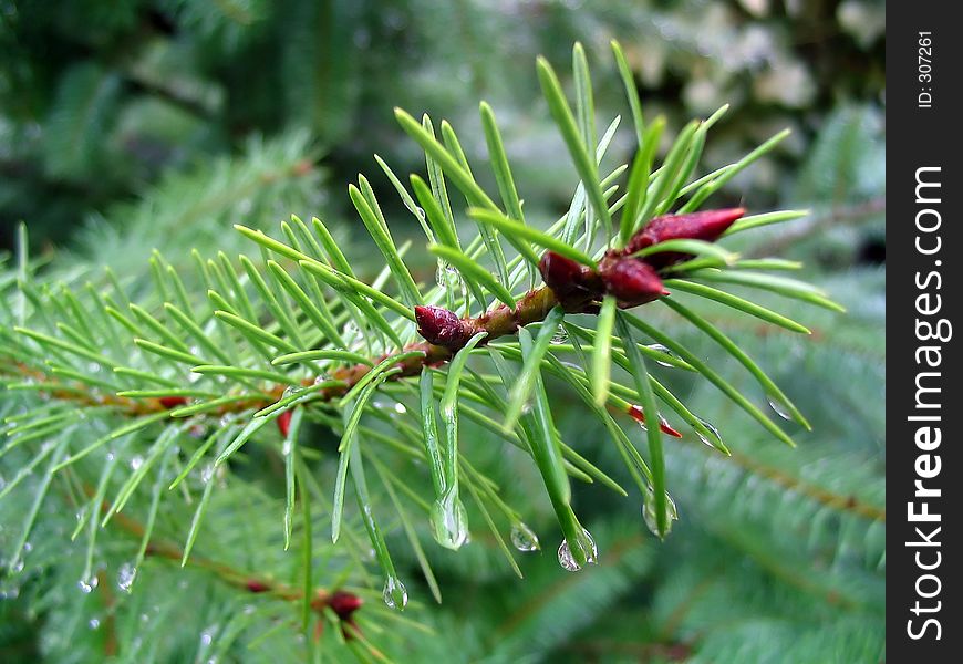 Needles Of A Fir-tree with rain drops