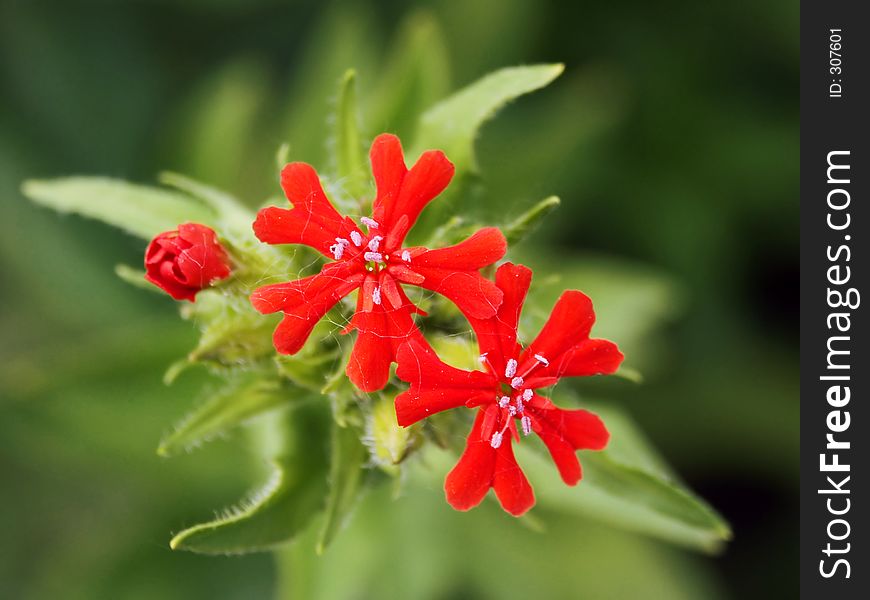 Red, flowers. Red, flowers.