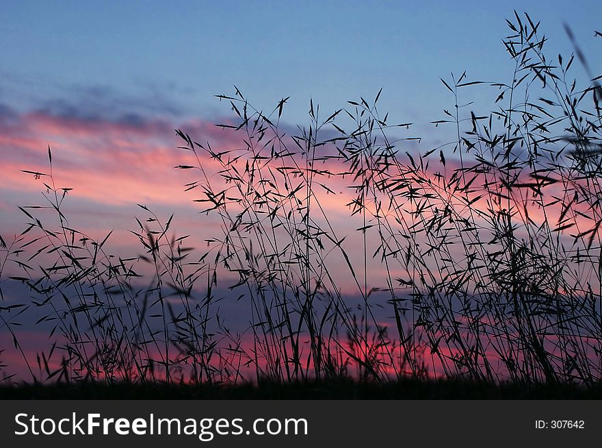 Grass, decline at sunset. Grass, decline at sunset