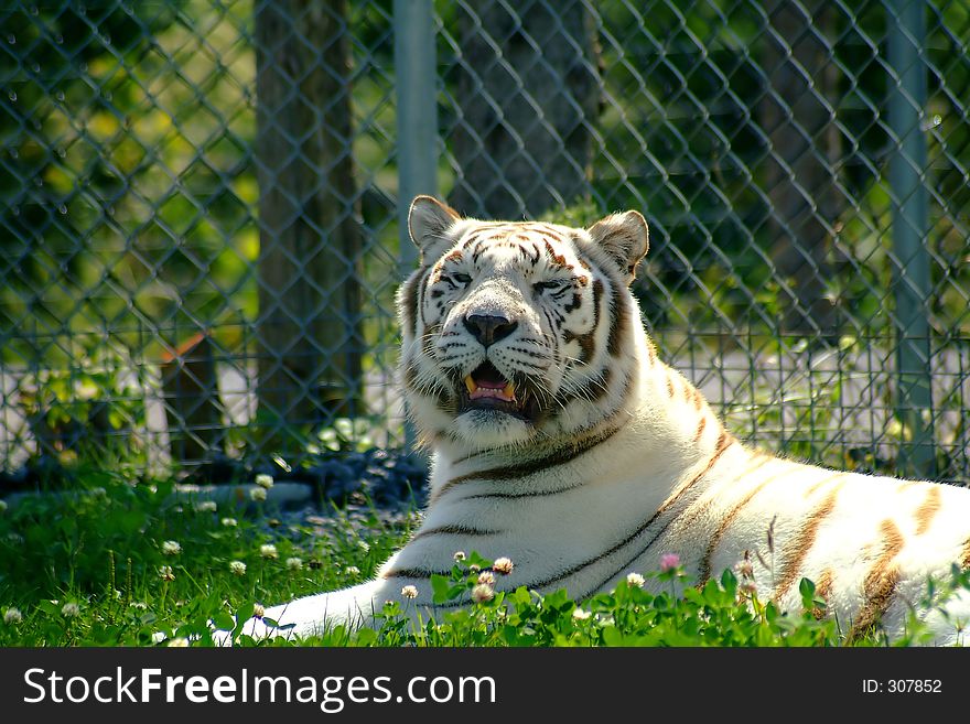 White tiger close-up. White tiger close-up