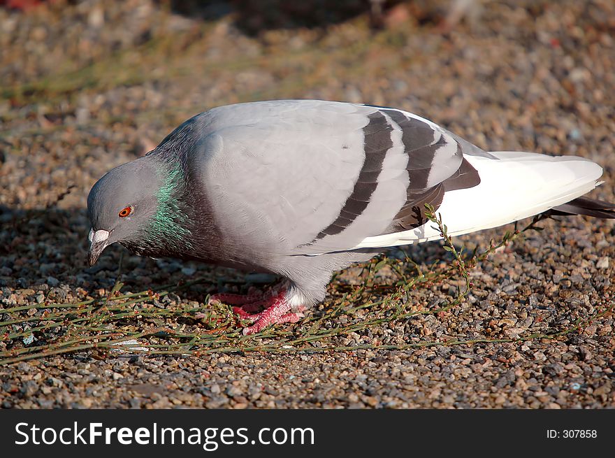 Eating pigeon close-up