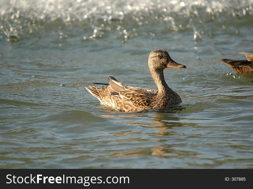 Funny female mallard duck close-up