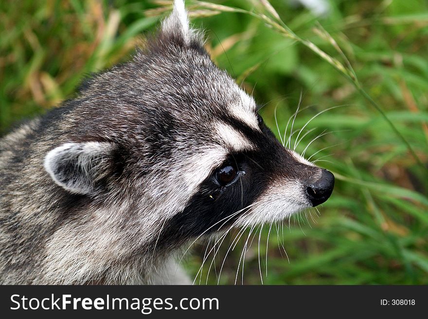 Raccoon close up