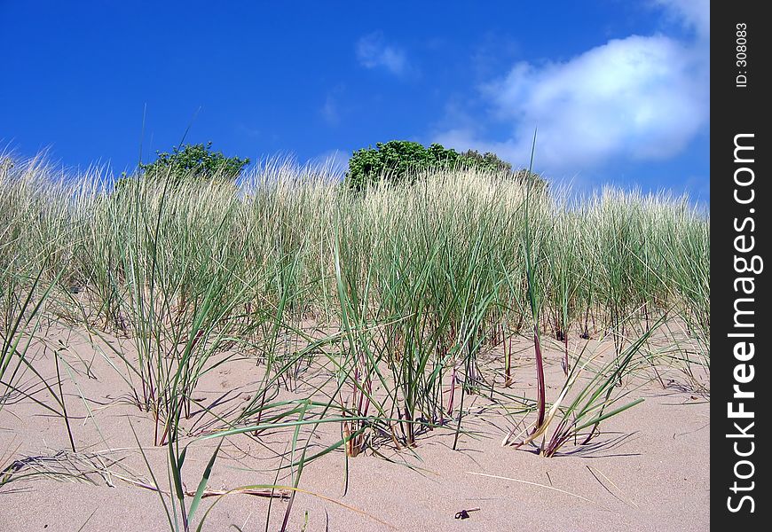 Dune with grass and blue sky. Dune with grass and blue sky