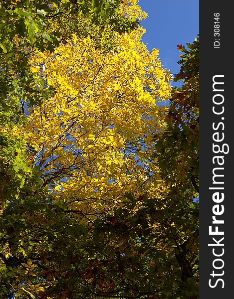 Golden leaves of autumn against a blue sky. Golden leaves of autumn against a blue sky