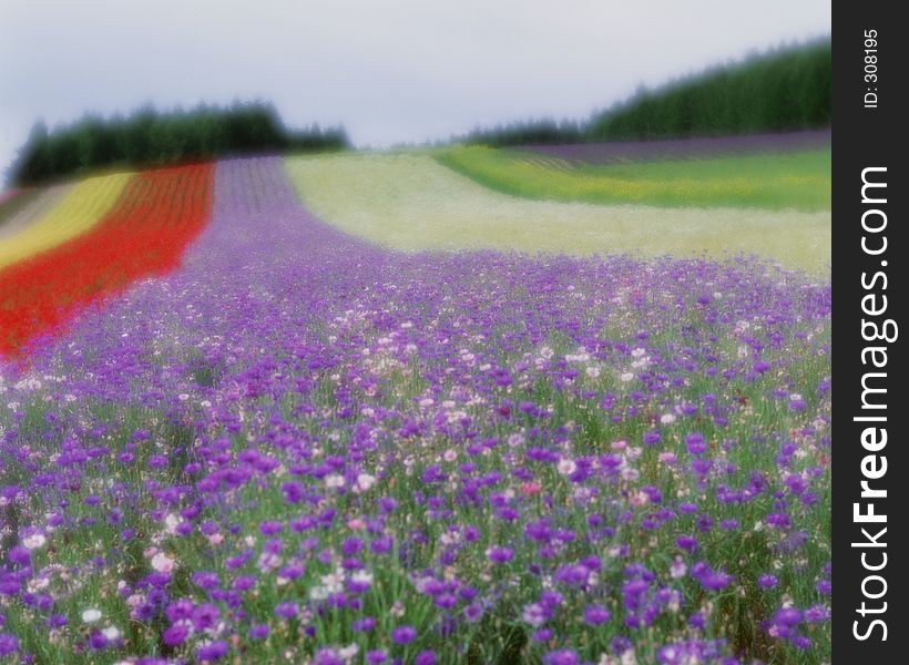 Wild Flowers Image