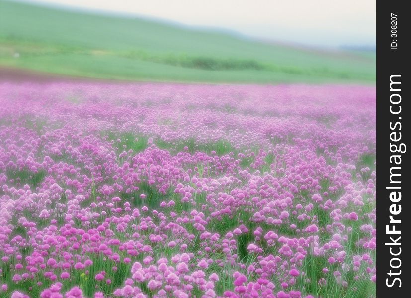 Wild Flowers Image