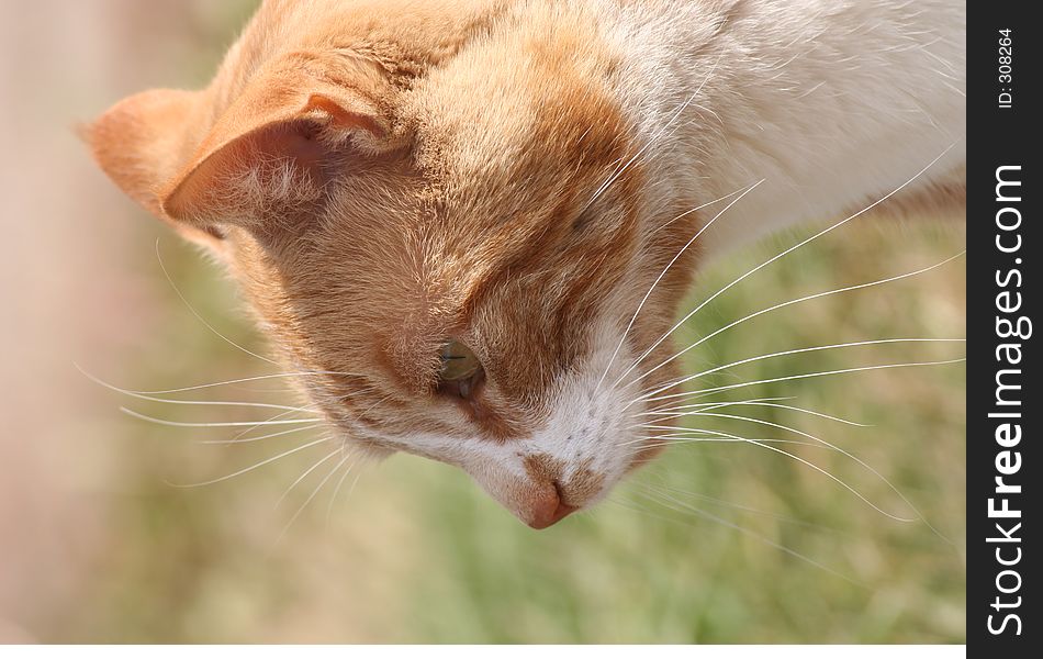 This orange tabby cat's name is not White Whiskers but that's what jumps out at me when I look at this side view portrait.