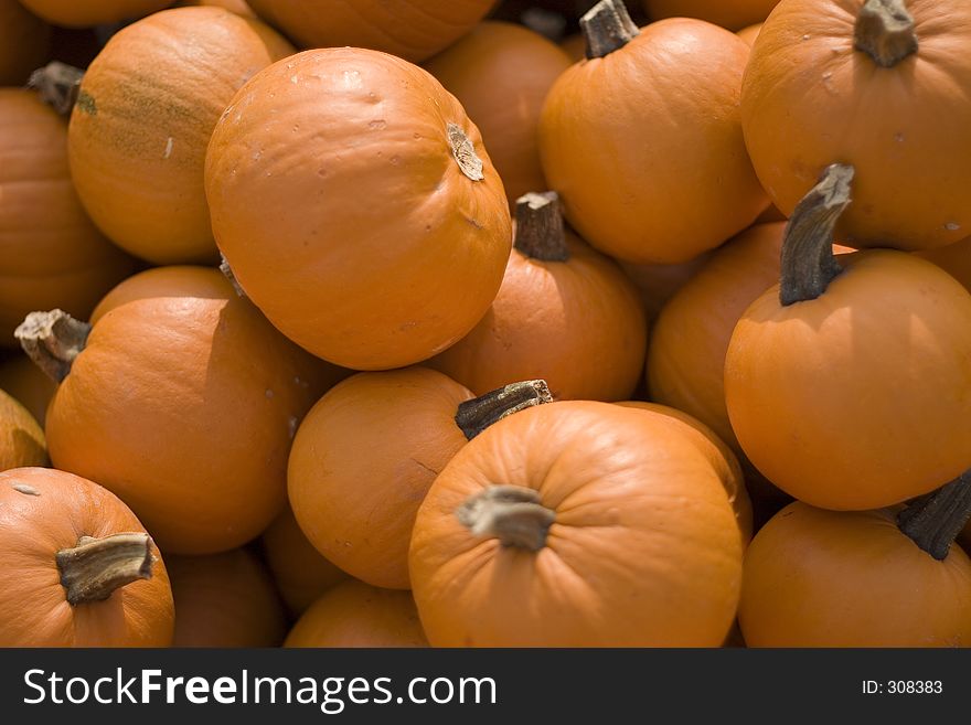 Lots of small pumpkins