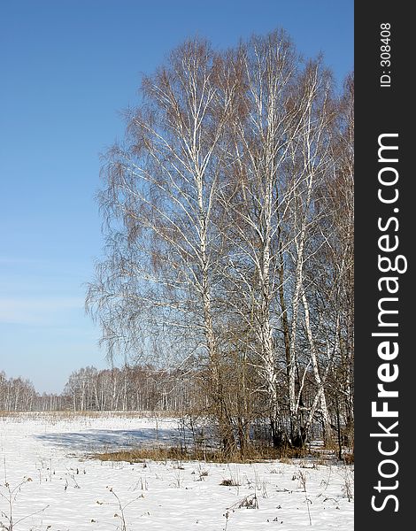 Russian nature. Birch.