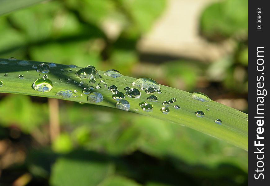 Raind drops on the leaf