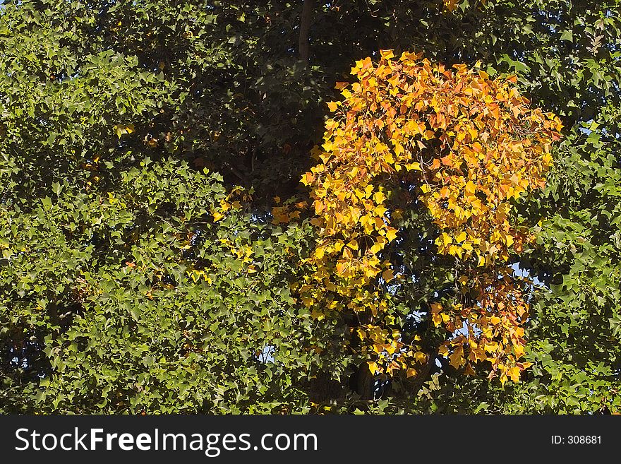 Green And Yellow Leaves